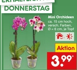 Zimmerpflanzen im Netto Marken-Discount Prospekt Mini Orchideen im aktuellen Netto Marken-Discount Prospekt für 3,99 €
