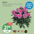Dahlie Starburst im V-Markt Prospekt Dahlie Starburst von im aktuellen V-Markt Prospekt für 2,99 €