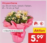 Chrysantheme Angebote bei Netto Marken-Discount Bielefeld für 5,99 €