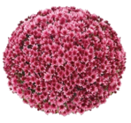 Aktuelles Chrysantheme Aduro Angebot bei Hornbach in Hannover ab 7,29 €