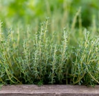 Aromatiques dans le catalogue Point Vert