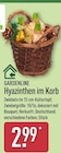 Hyazinthen im Korb bei ALDI Nord im Oberkrämer Prospekt für 2,99 €