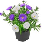 Aster Duo Angebote bei REWE Braunschweig für 1,79 €
