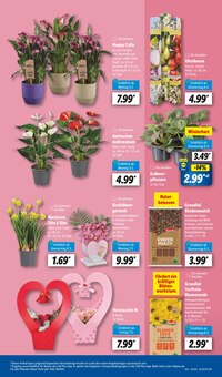 Blumen im Lidl Prospekt "LIDL LOHNT SICH" mit 63 Seiten (Paderborn)