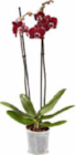 Aktuelles Orchidee Angebot bei Netto Marken-Discount in Duisburg ab 6,99 €