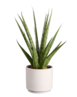 Sanseveria en céramique en promo à 7,99 € chez Lidl Sanseveria en céramique dans le catalogue Lidl