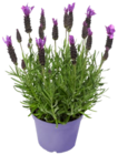 Aktuelle Lavendel Angebote bei Kaufland in Stuttgart Aktuelles Schopflavendel Angebot bei Kaufland in Stuttgart ab 2,99 €