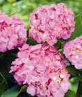 Bauern-Hortensie Angebote bei BayWa Bau- und Gartenmärkte Maintal für 12,99 €