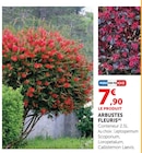 Arbustes Fleuris - Leptospermum Scoparium - Super U à Toulon Arbustes Fleuris - Leptospermum Scoparium en promo chez Super U Toulon à 7,90 €