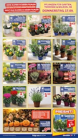 Lavendel im CENTERSHOP Prospekt in Leverkusen Aktueller CENTERSHOP Prospekt mit Lavendel, "Da geht was.", Seite 7