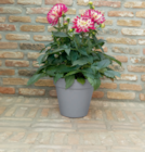 Aktuelles Dahlie XL „Suniq“ Angebot bei toom Baumarkt in Bremen ab 12,99 €