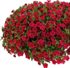 Zauberglöckchen "Lia Dark Red" im Angebot bei Hornbach in Ulm Zauberglöckchen "Lia Dark Red" Angebote von FloraSelf bei Hornbach Ulm für 3,29 €