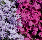 Aktuelles Teppich-Phlox Angebot bei toom Baumarkt in Magdeburg ab 2,99 €