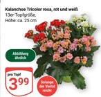 Aktuelles Kalanchoe Tricolor rosa, rot und weiß Angebot bei GLOBUS in Oberhausen ab 3,99 €
