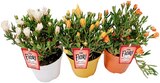 Aktuelles Mittagsblume Mesembryanthemum Hybriden Angebot bei REWE in Paderborn ab 3,99 €