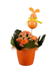Kalanchoé en pot couleur - Lidl à Troyes Kalanchoé en pot couleur en promo chez Lidl Troyes à 2,39 €
