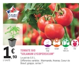 Tomate bio solanum lycopersicum en promo à 1,90 € chez E.Leclerc Tomate bio solanum lycopersicum dans le catalogue E.Leclerc