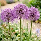 Thomas Philipps Leverkusen - Allium Gladiator Angebot im Prospekt Allium Gladiator bei Thomas Philipps im Leverkusen Prospekt für 4,44 €
