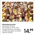 Aktuelles Hängekätzchenweide Angebot bei BayWa Bau- und Gartenmärkte in Ulm ab 14,99 €