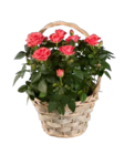 Rosen im Henkelkorb im Lidl Prospekt Rosen im Henkelkorb im aktuellen Lidl Prospekt für 9,99 €
