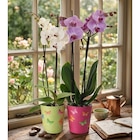 Orchidée - Carrefour à Versailles Orchidée en promo chez Carrefour Versailles à 6,99 €