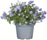 toom Baumarkt Burgwerben - Glockenblume Angebot im Prospekt Glockenblume bei toom Baumarkt im Burgwerben Prospekt für 4,99 €