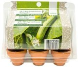 Kresseanzucht-Set Angebote von romberg bei Penny St. Ingbert für 0,99 €