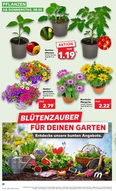 Balkonpflanzen im Kaufland Prospekt in Bergkamen Aktueller Kaufland Prospekt mit Balkonpflanzen, "Aktuelle Angebote", Seite 24