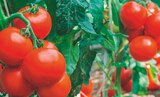 Jardineries du terroir Aurillac - Promo Tomate greffée Promo Tomate greffée à 4,99 € dans le catalogue Jardineries du terroir à Aurillac
