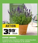 ECHTER LAVENDEL im Angebot bei OBI in Bergisch Gladbach ECHTER LAVENDEL Angebote bei OBI Bergisch Gladbach für 3,99 €