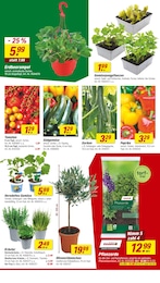 Tomatenpflanze Angebot & Preis im aktuellen toom Baumarkt Prospekt Tomatenpflanze Angebot im aktuellen toom Baumarkt Prospekt auf Seite 10