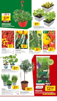 Tomatenpflanze Angebot im aktuellen toom Baumarkt Prospekt auf Seite 10