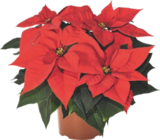 Poinsettia - GARDENLINE en promo chez Aldi Caen à 2,79 €