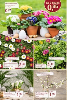 Pflanzen im Garten-Center Nordharz GmbH & Co. KG Prospekt "Farben Düfte Frühlingsfreude" mit 16 Seiten (Braunschweig)