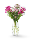 Aktuelle Chrysantheme Angebote bei Kaufland in Hannover Aktuelles Chrysanthemen-Santini-Mix Angebot bei Kaufland in Hannover ab 3,99 €