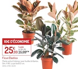 Ficus Elastica dans le catalogue Botanic