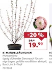 Mandelbäumchen von  im aktuellen Dehner Garten-Center Prospekt für 19,99 €