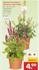 Stauden Prachtkerze im Angebot bei Netto Marken-Discount in Landshut Stauden Prachtkerze Angebote bei Netto Marken-Discount Landshut für 4,99 €