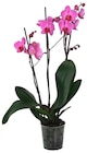 Phalaenopsis 3 tiges dans le catalogue Carrefour