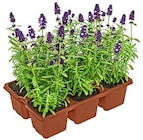 Lavendel im Angebot bei Kaufland in Berlin Lavendel Angebote bei Kaufland Berlin für 3,49 €