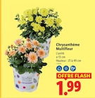 Chrysanthème Multifleur - Lidl à Villenave-d'Ornon Chrysanthème Multifleur en promo chez Lidl Villenave-d'Ornon à 1,99 €