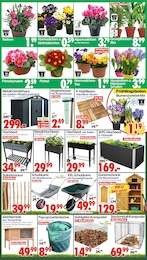 Wreesmann Grünpflanzen im Prospekt 