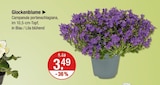 Glockenblume von  im aktuellen V-Markt Prospekt für 3,49 €