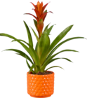 Broméliacé coupe céramique - Lidl à Noisy-le-Grand Broméliacé coupe céramique en promo chez Lidl Noisy-le-Grand à 5,99 €