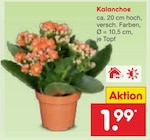 Aktuelles Kalanchoe Angebot bei Netto Marken-Discount in Mannheim ab 1,99 €
