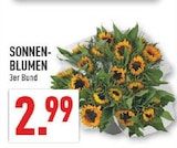 SONNEN-BLUMEN im Angebot bei Marktkauf in Paderborn SONNEN-BLUMEN Angebote bei Marktkauf Paderborn für 2,99 €