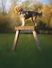 MANTEAU TOUR - Croci en promo chez Animalis MANTEAU TOUR - Croci dans le catalogue Animalis