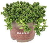 Sedum¹ im Angebot bei REWE in Siegen Sedum¹ Angebote bei REWE Siegen für 2,49 €
