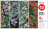 Promo Arbustes de haies fleuries à 23,16 € dans le catalogue Super U à Pandrignes