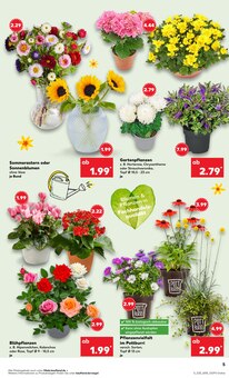 Blumen im aktuellen Kaufland Prospekt (Remscheid) Blumen im Kaufland Prospekt "Aktuelle Angebote" mit 56 Seiten (Remscheid)